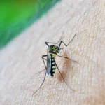 OMS: dengue é indicador da relação mudanças climáticas e arboviroses