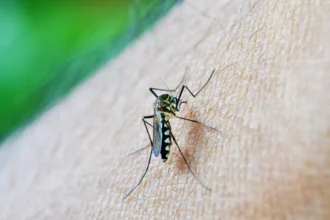 OMS: dengue é indicador da relação mudanças climáticas e arboviroses