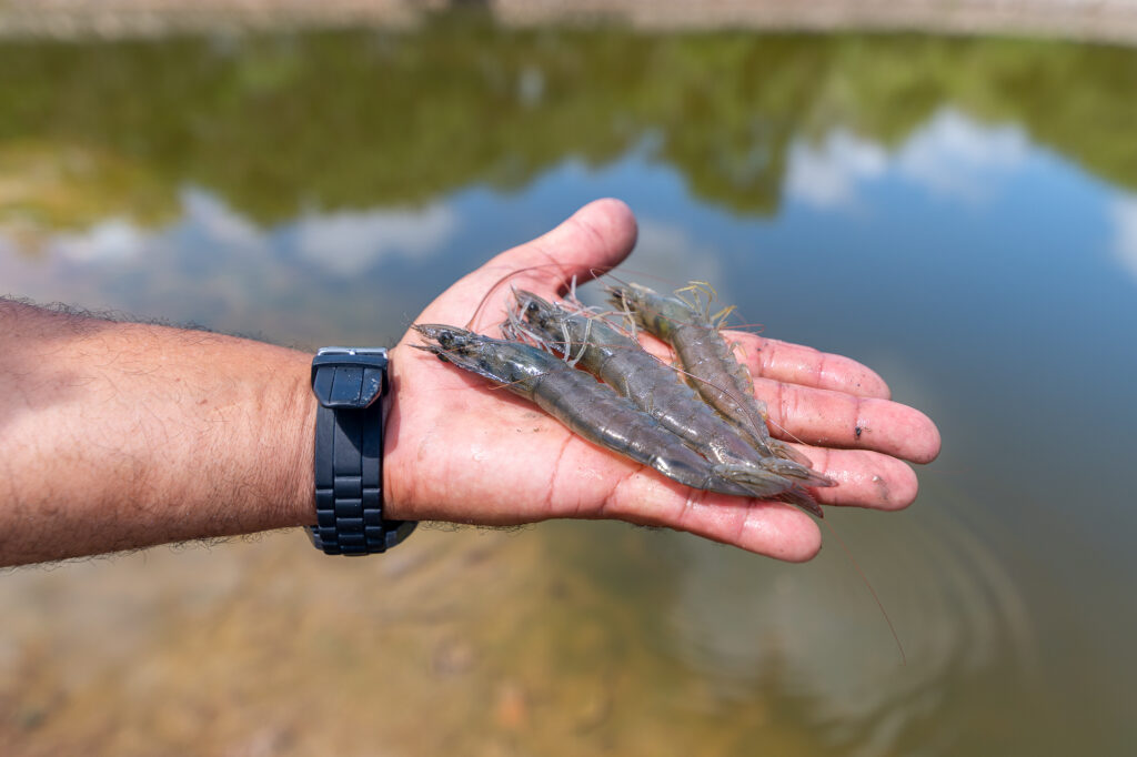 Sergipe é o 4º maior produtor de camarão do Brasil e impulsiona a aquicultura